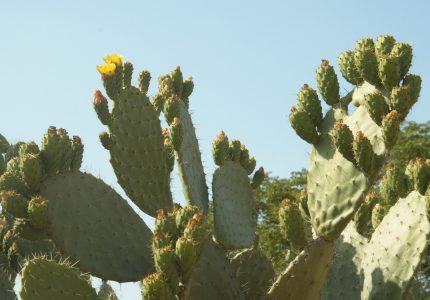opulia